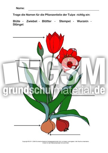 Tulpe-beschriften-2.pdf